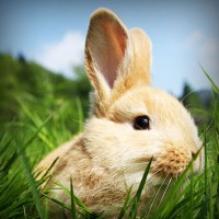 /album/hxwlhs/photolia-a03-jpg/